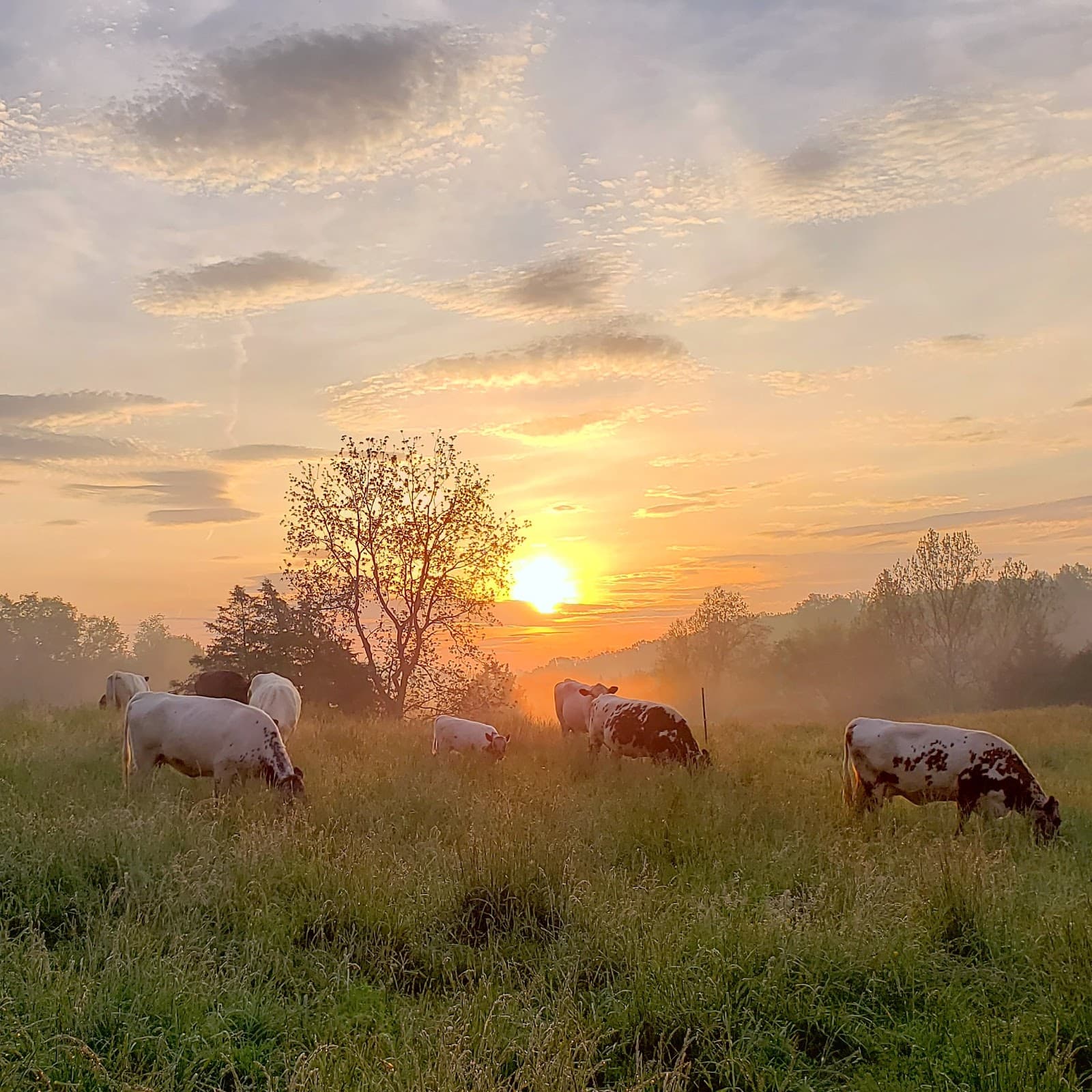 Free Union Grass Farm