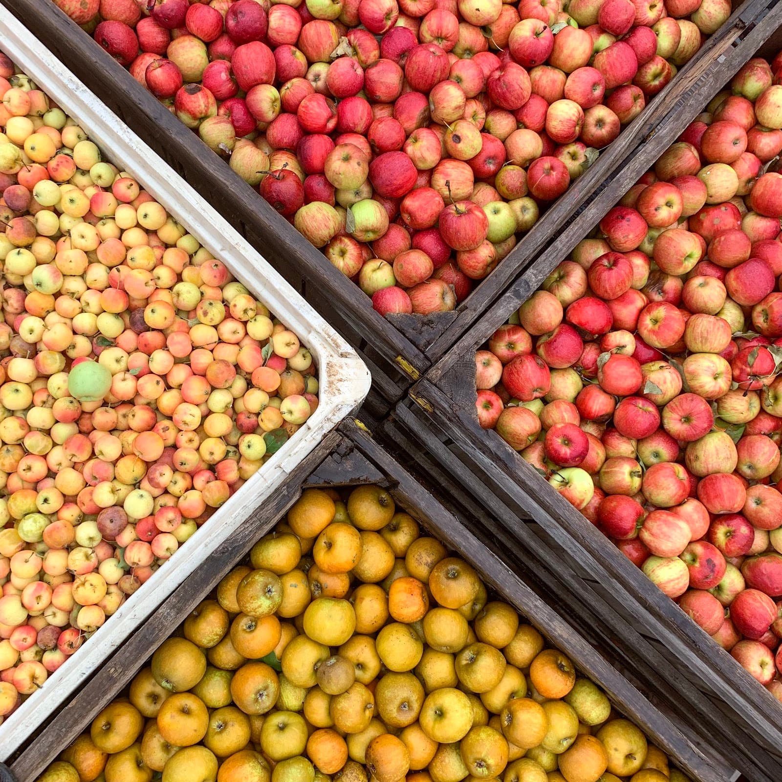 Vintage Virginia Apples